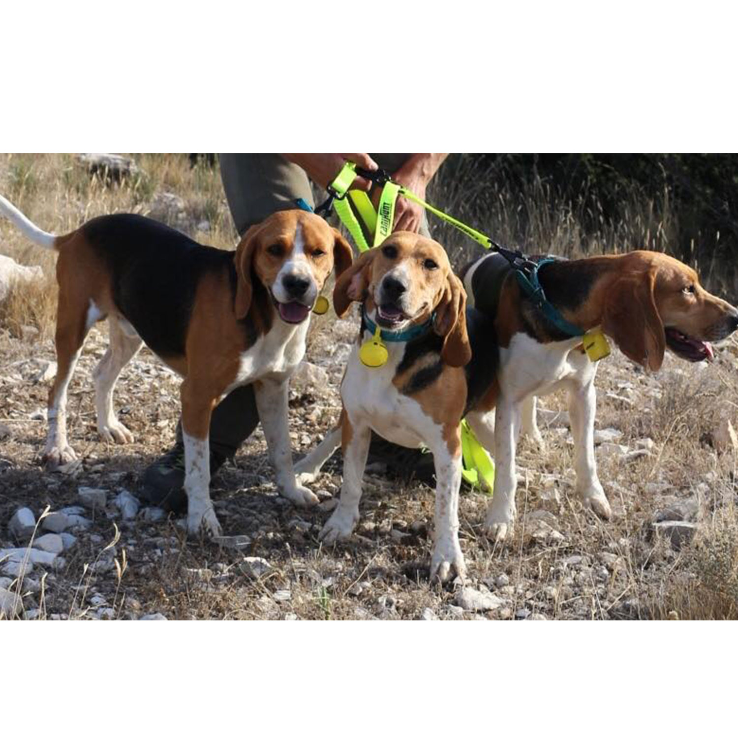 Canihunt Hunter 150 cm guinzaglio cane triplo giallo