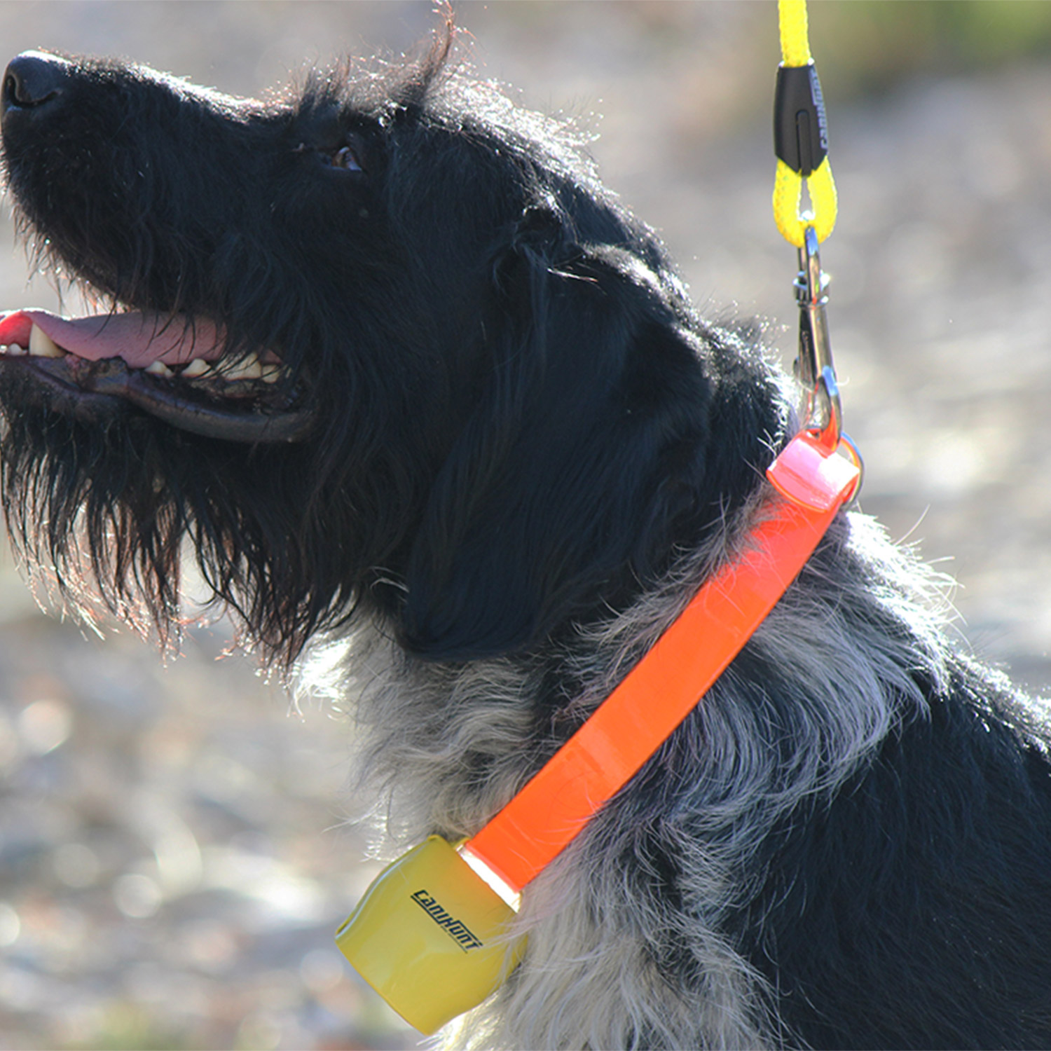 Canihunt Alp Campanaccio Cane Giallo Fluo Segugio e Ferma