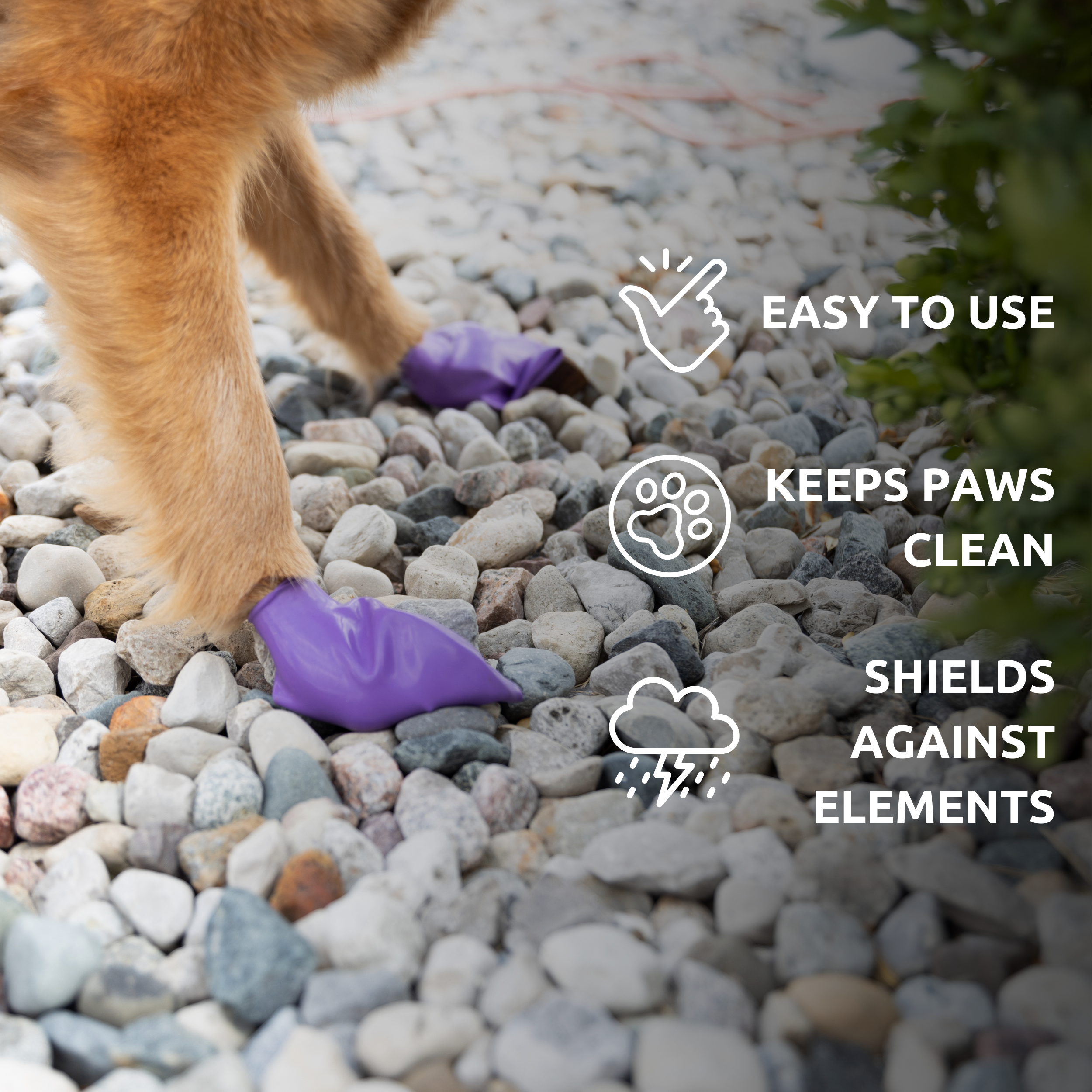 Pawz Trail-to-Home Kit cura zampe cane completo