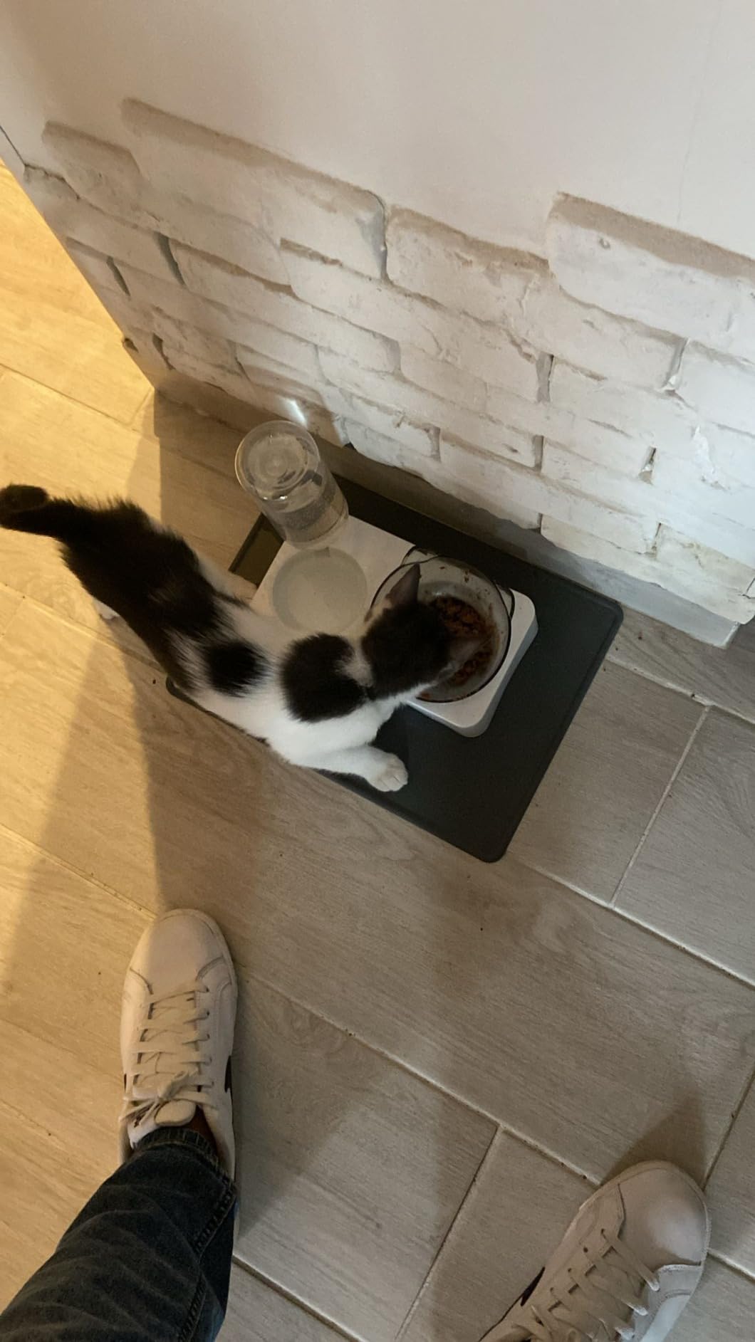 Marchul Ciotole doppie + Borraccia gatti acciaio 15°