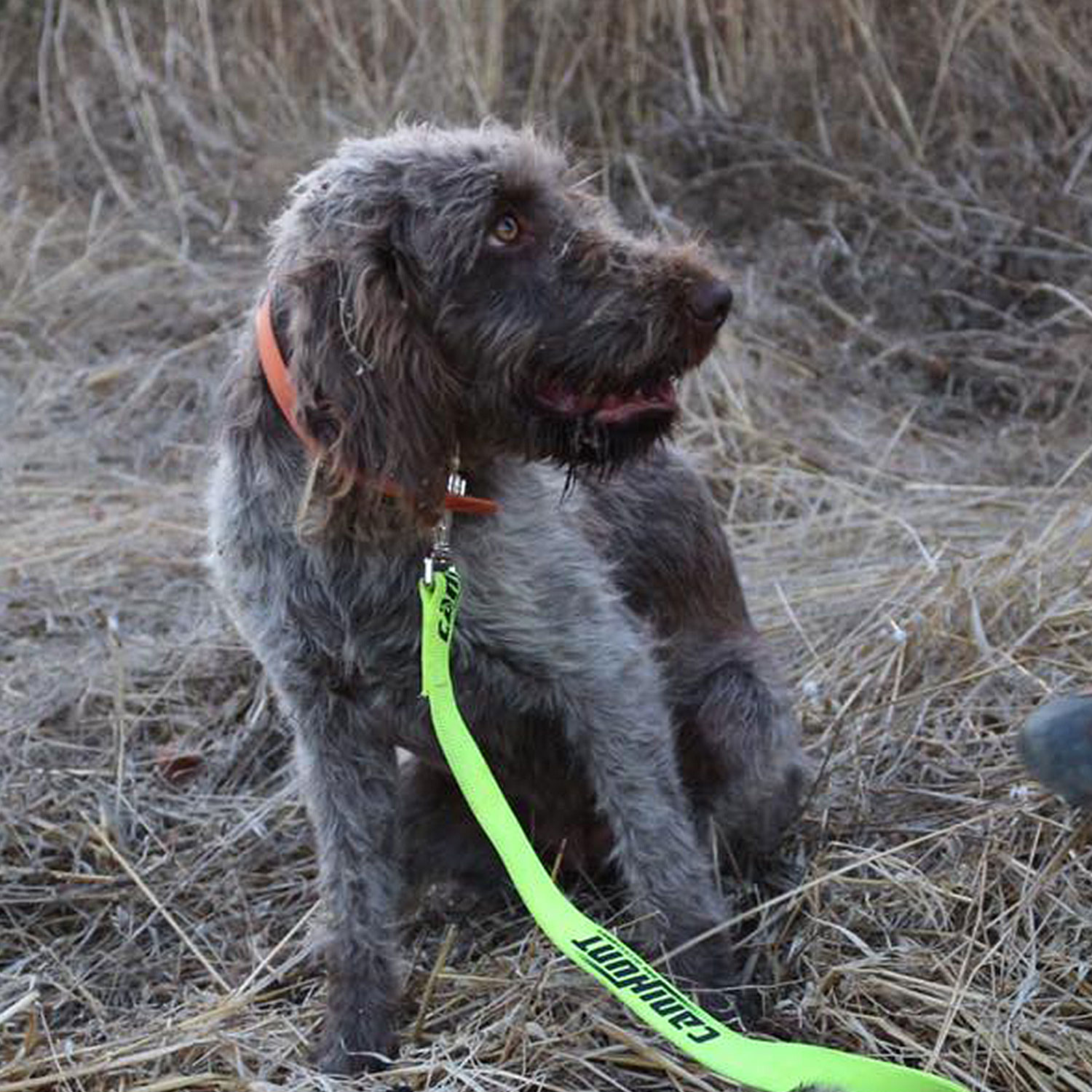 Canihunt Hunter guinzaglio piatto cane 150 cm giallo