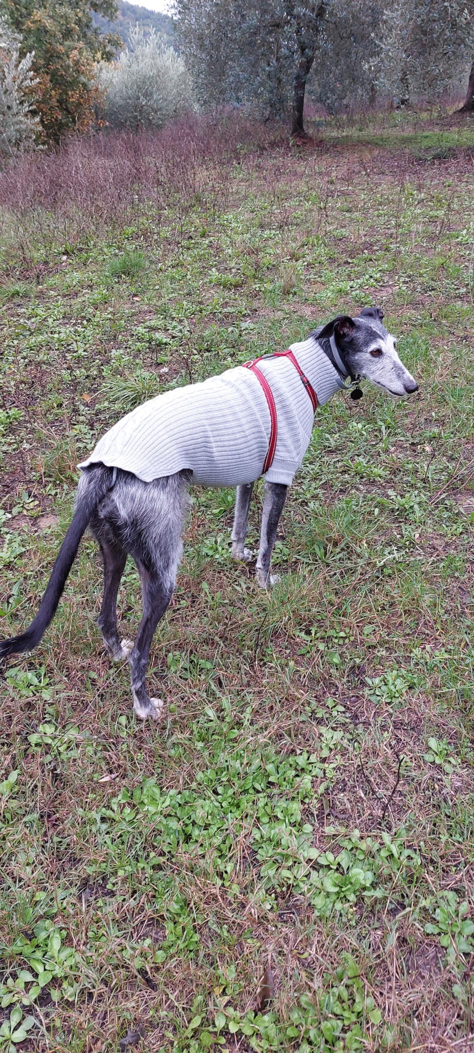 Arppe 2664017008 Jersey Long Greyhound maglione cane grigio levriero