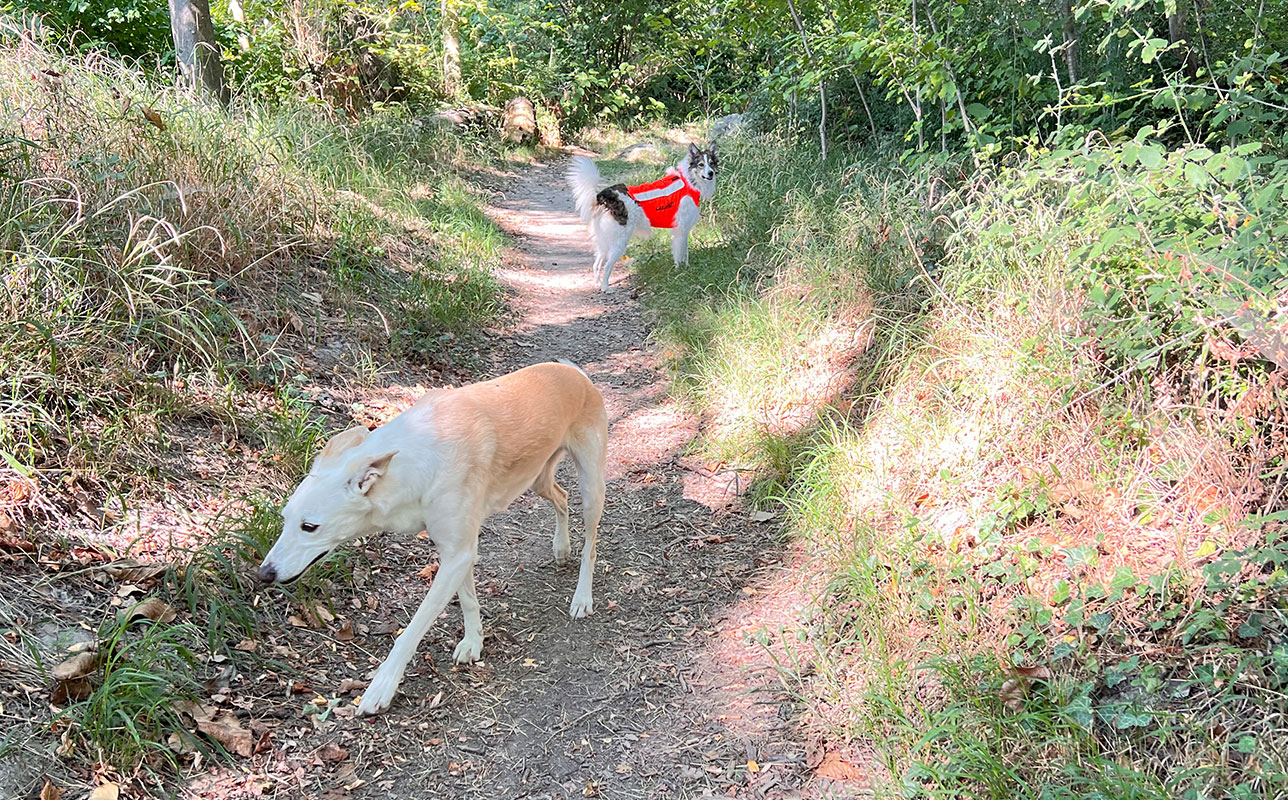Canihunt Flash V3 gilet cane arancione fluo protettivo