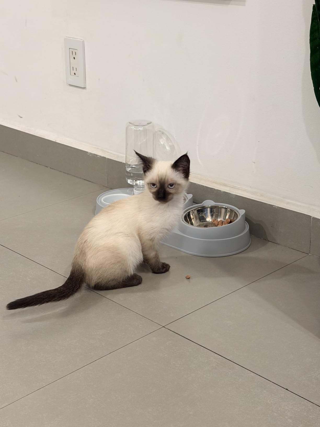 Marchul Set Ciotole Gatto 3in1 Acciaio Grigio Rialzato