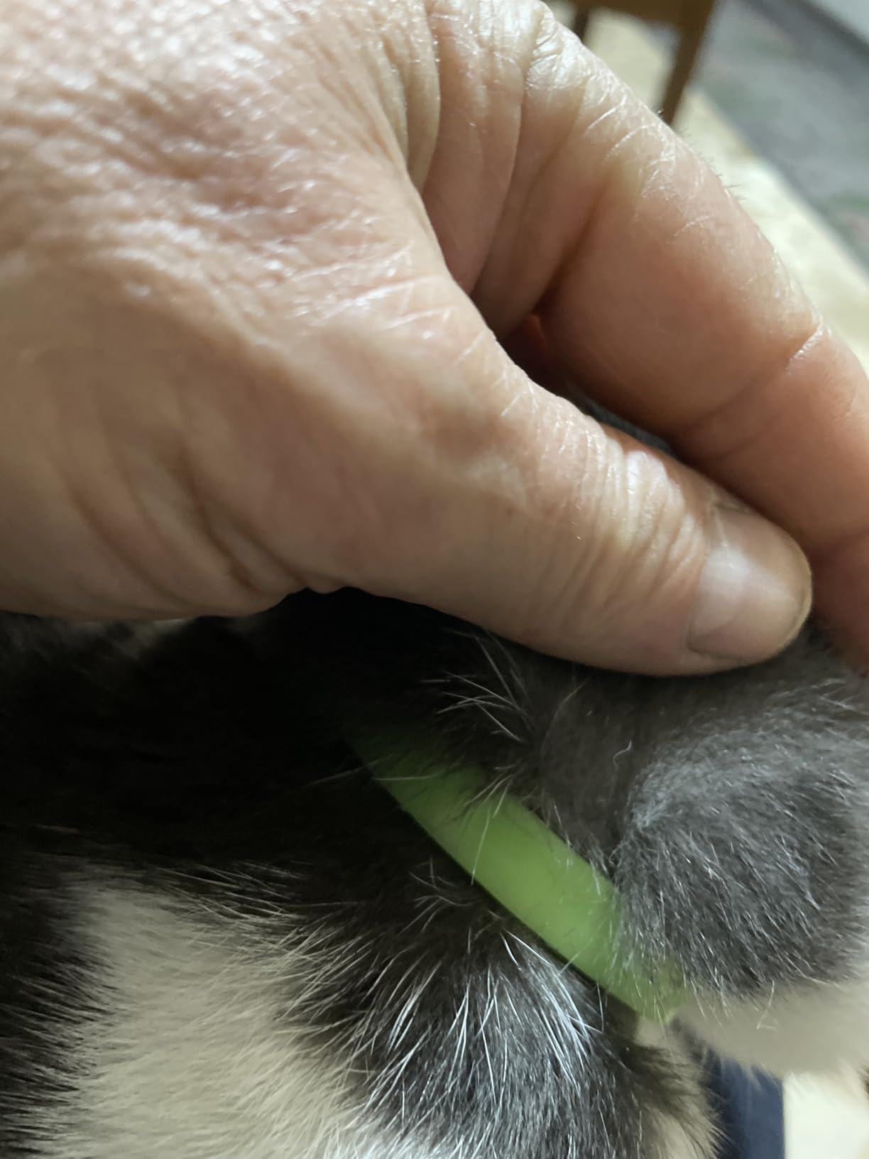 Camon Protection Barriera Collare per Cane Neem 60 cm