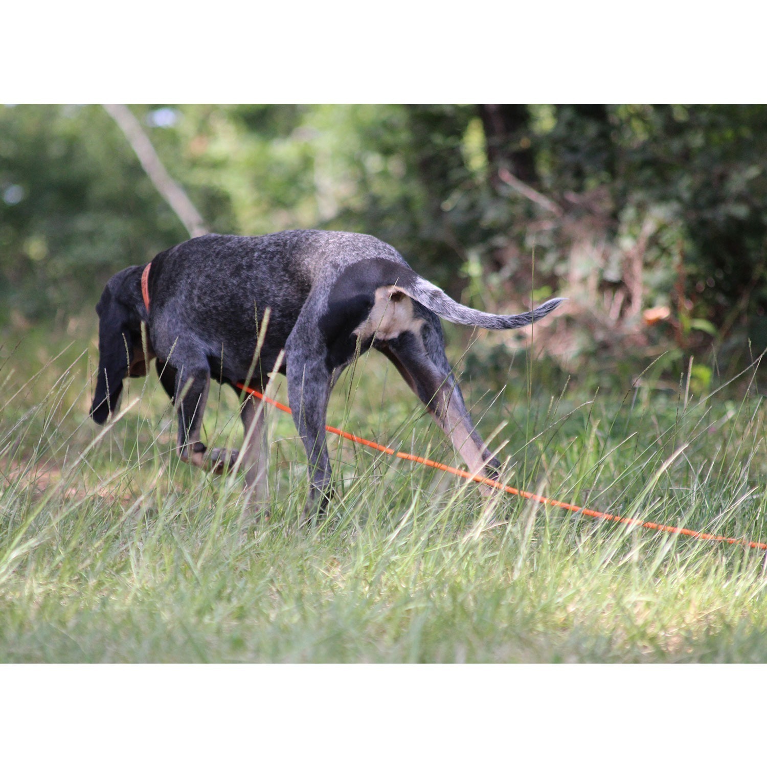 Canihunt X-Treme lunghina cane PVC arancione 10 m