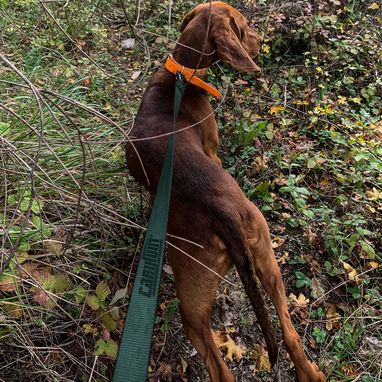 Canihunt Hunter First Guinzaglio Verde 120 cm