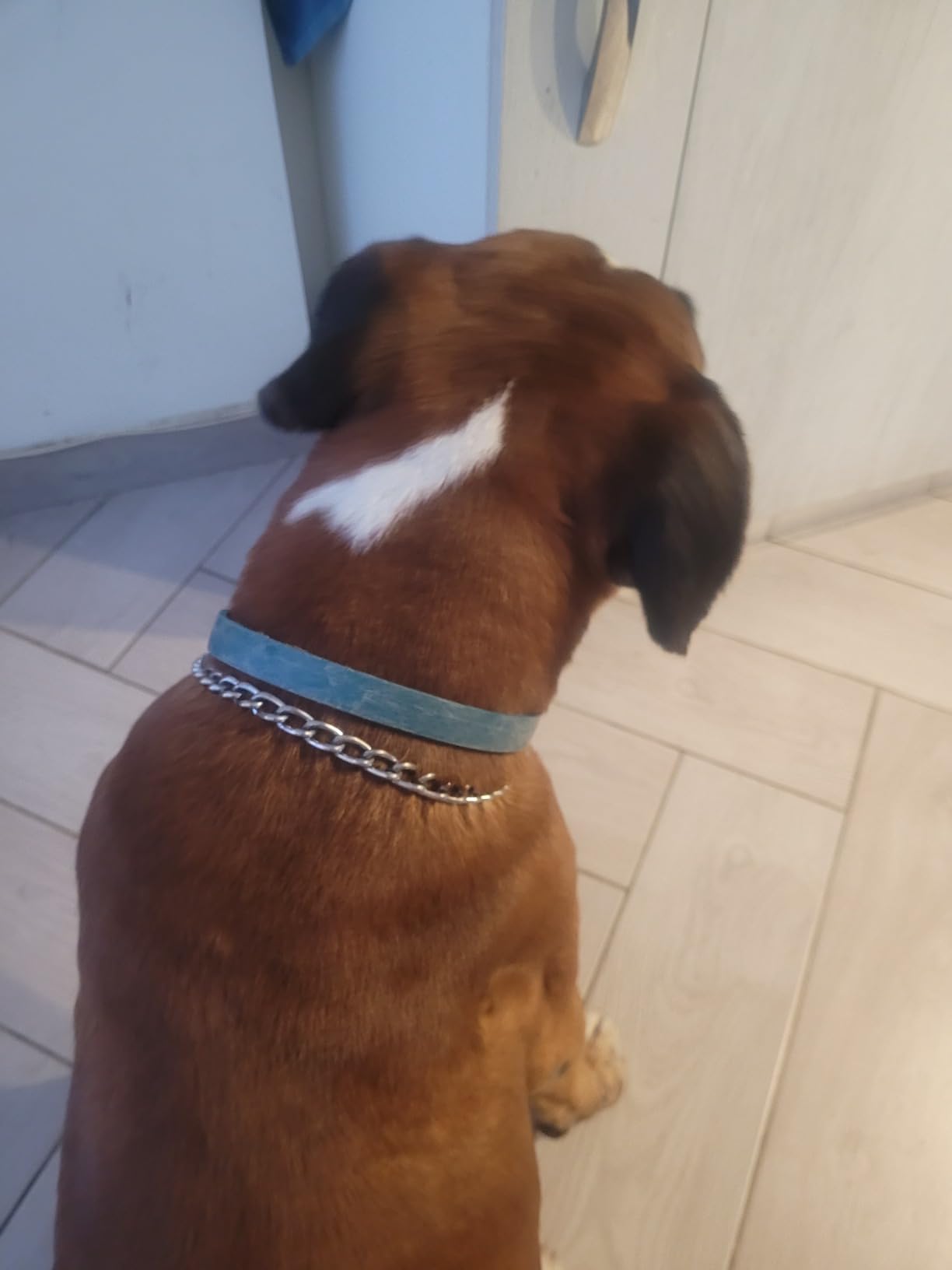 Camon Collare Protettivo Olio di Neem Cane 75 cm 1 Pezzo