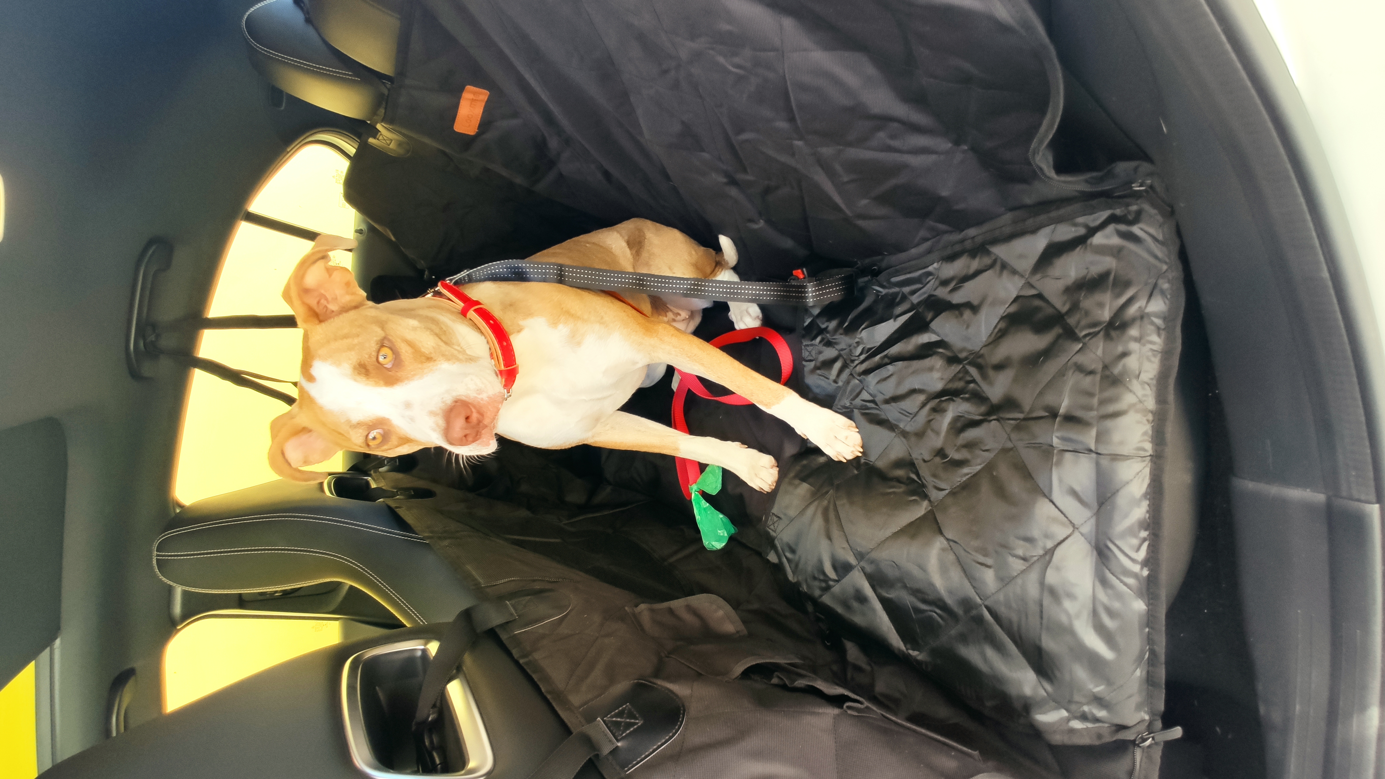 Looxmeer Trasportino Cani Auto Sedile Posteriore Nero 26kg