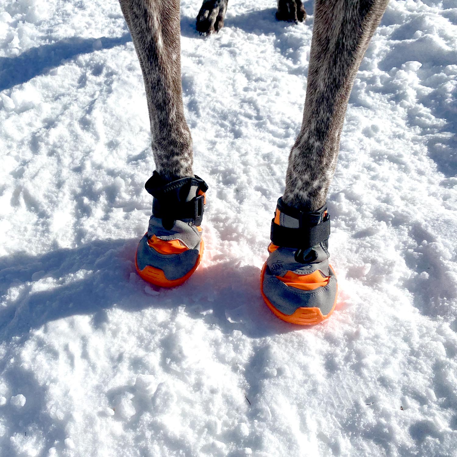 Canihunt Khan Pad N Protect Polar Scarpette Cane Paio Inverno
